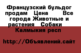Французский бульдог продам › Цена ­ 1 - Все города Животные и растения » Собаки   . Калмыкия респ.